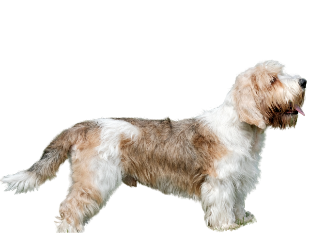 Petit Basset Griffon Vendéen, razze cani, razze cani taglia media