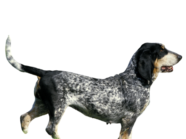 Petit Bleu de Gascogne, razze cani, razze cani taglia media