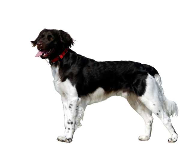 Piccolo Münsterländer, razze cani, razze cani taglia media
