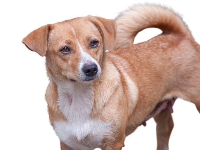 Pinscher Austriaco, razze cani, razze cani taglia media
