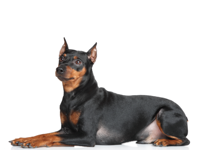 Pinscher Tedesco, razze cani, razze cani taglia media