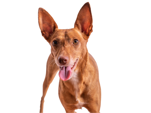 Podenco Canario ,razze di cani grandi, razze di cani grande taglia, Razze di cani di taglia grande