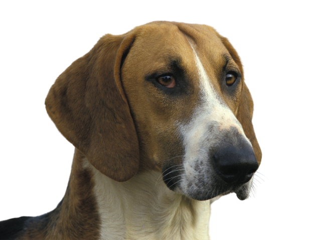 Poitevin,razze di cani grandi, razze di cani grande taglia, Razze di cani di taglia grande