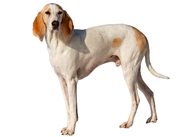 Porcelaine Dog, razze cani, razze cani taglia media