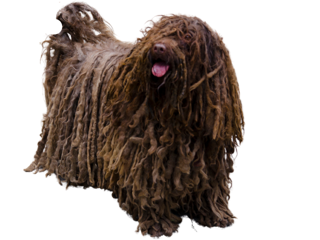 Puli, razze cani, razze cani taglia media
