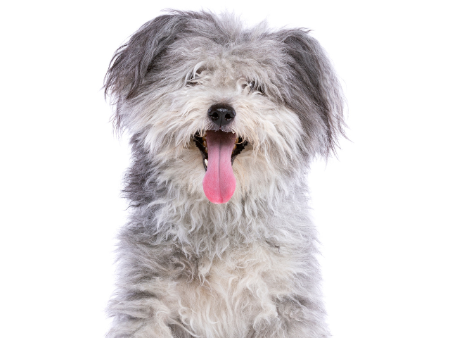 Pumi
