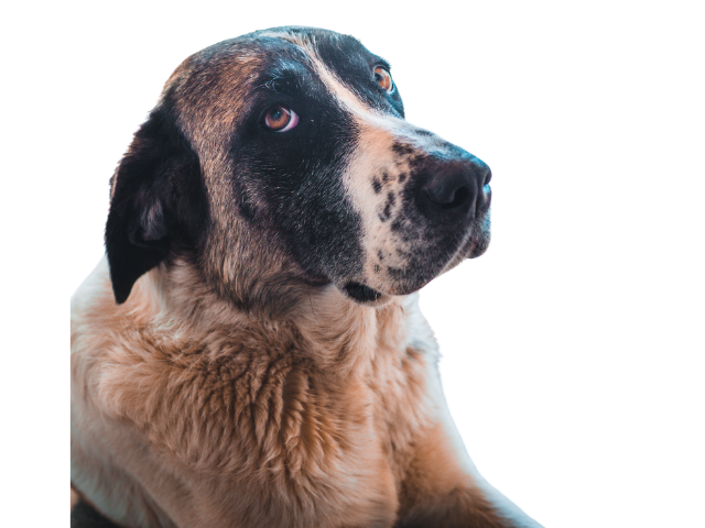 Rafeiro do Alentejo,razze di cani grandi, razze di cani grande taglia, Razze di cani di taglia grande