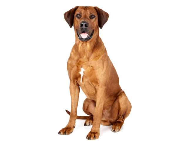 Rhodesian Ridgeback,razze di cani grandi, razze di cani grande taglia, Razze di cani di taglia grande