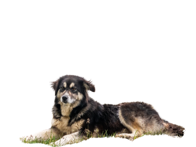 Romanian Carpathian Shepherd Dog,razze di cani grandi, razze di cani grande taglia, Razze di cani di taglia grande