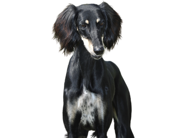 Saluki, razze cani, razze cani taglia media