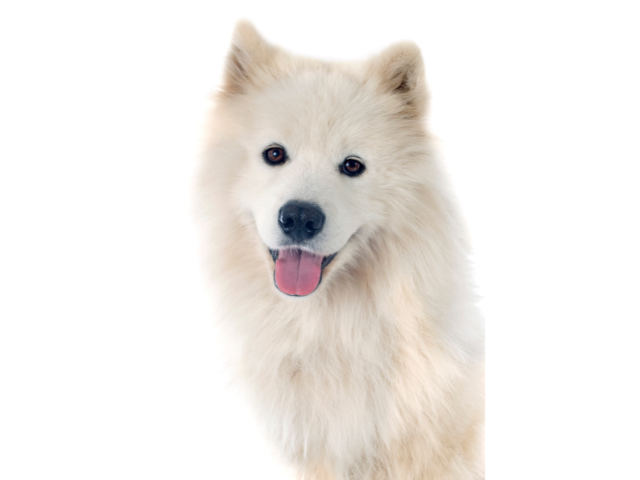 Schapendoes, razze cani, razze cani taglia media