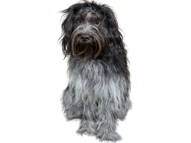 Schapendoes, razze cani, razze cani taglia media