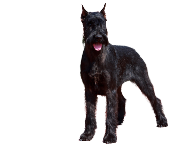 Schnauzer Gigante,razze di cani grandi, razze di cani grande taglia, Razze di cani di taglia grande