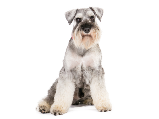 Schnauzer Nano