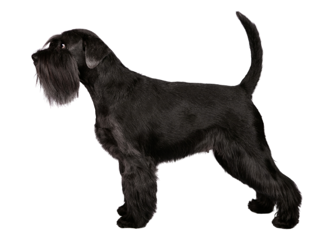 Schnauzer (medio), razze cani, razze cani taglia media