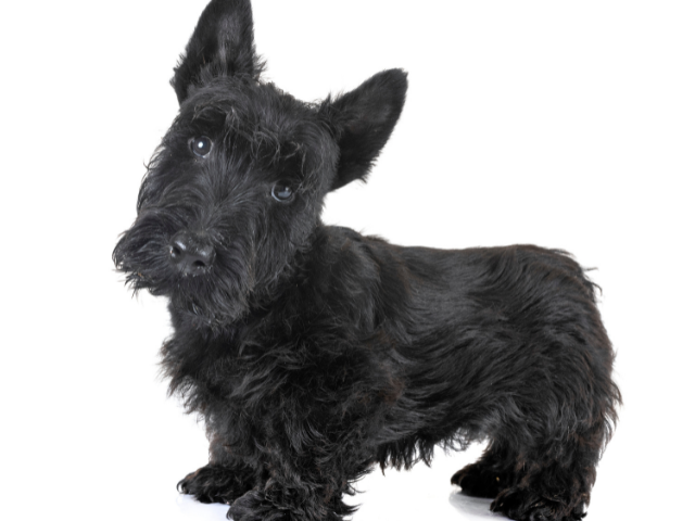 Scottish Terrier