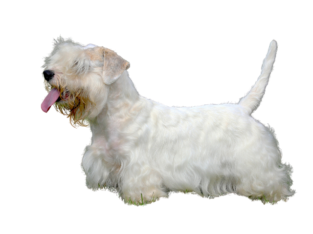 Sealyham Terrier