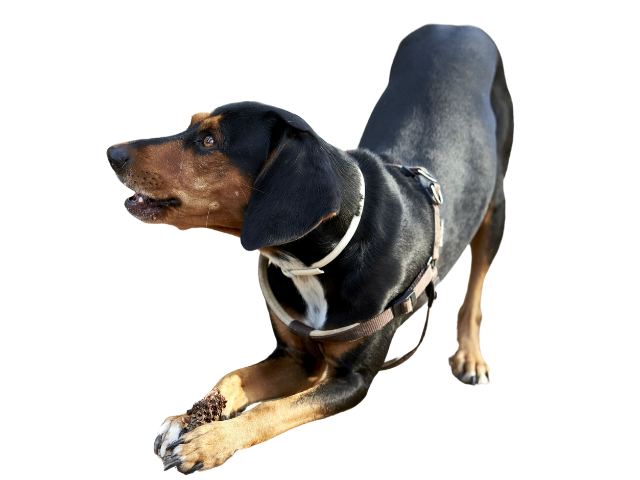 Segugio Ellenico, razze cani, razze cani taglia media