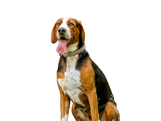 Segugio Finlandese, razze cani, razze cani taglia media