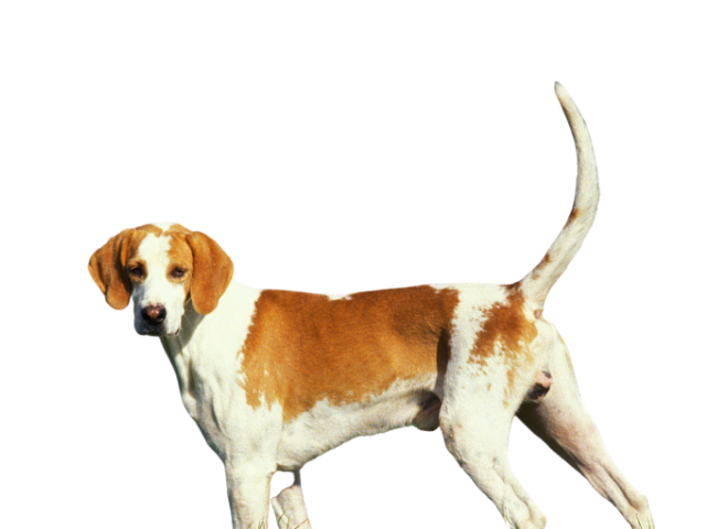 Segugio Francese Bianco e Arancio,razze di cani grandi, razze di cani grande taglia, Razze di cani di taglia grande