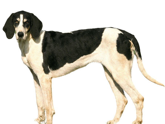 Segugio Francese Bianco e Nero,razze di cani grandi, razze di cani grande taglia, Razze di cani di taglia grande