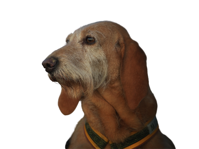 Segugio Italiano a Pelo Forte, razze cani, razze cani taglia media