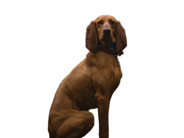 Segugio Italiano a Pelo Raso, razze cani, razze cani taglia media