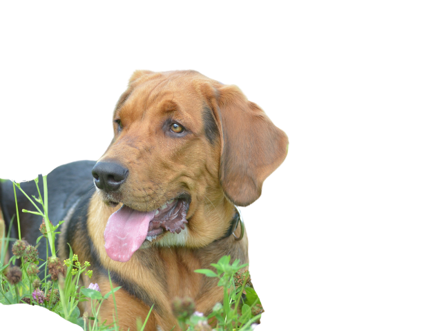 Segugio Polacco (Ogar Polski),razze di cani grandi, razze di cani grande taglia, Razze di cani di taglia grande