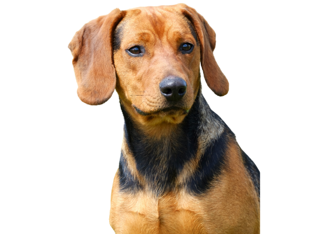 Segugio Serbo, razze cani, razze cani taglia media