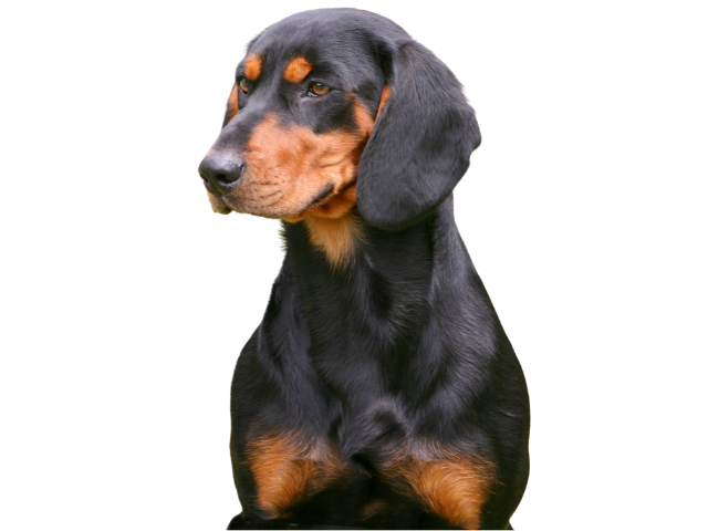 Segugio Slovacco, razze cani, razze cani taglia media