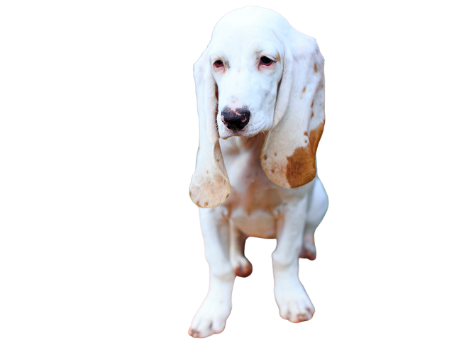 Segugio Spagnolo, razze cani, razze cani taglia media