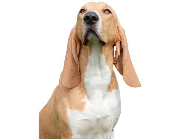 Segugio Svizzero, razze cani, razze cani taglia media