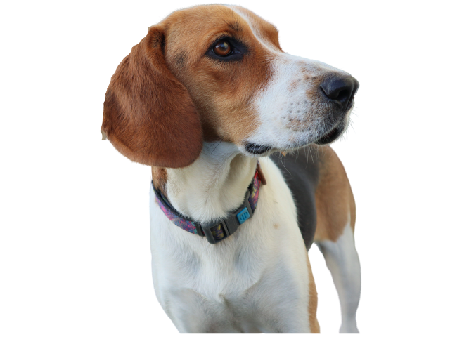 Segugio Tedesco, razze cani, razze cani taglia media