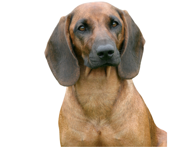 Segugio da Montagna Bavarese, razze cani, razze cani taglia media