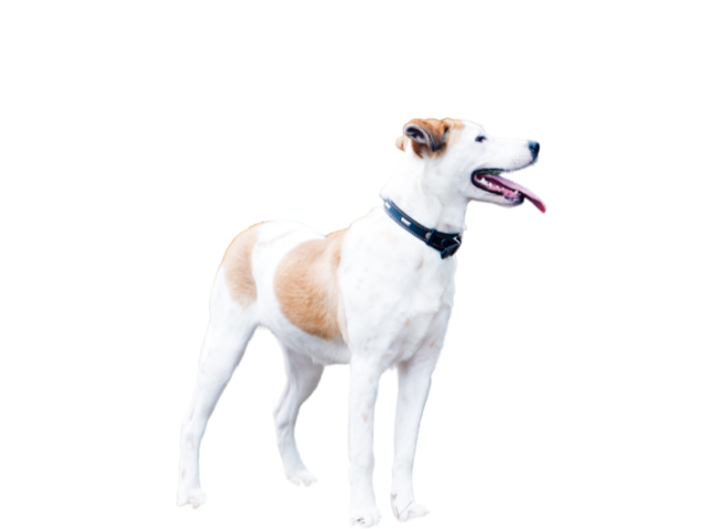 Segugio dell'Istria a Pelo Duro, razze cani, razze cani taglia media