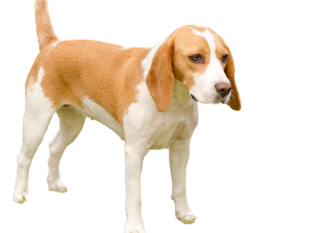 Segugio dell'Istria a Pelo Raso, razze cani, razze cani taglia media