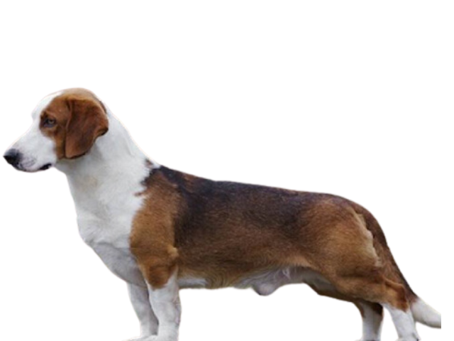 Segugio della Westfalia, razze cani, razze cani taglia media