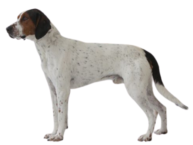 Segugio di Halden (Haldenstovare), razze cani, razze cani taglia media