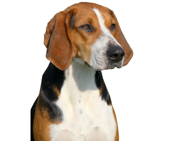 Segugio di Hamilton,razze di cani grandi, razze di cani grande taglia, Razze di cani di taglia grande