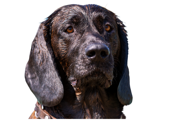 Segugio di Hannover, razze cani, razze cani taglia media
