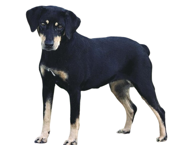 Segugio di Småland (Smalandsstövare) , razze cani, razze cani taglia media
