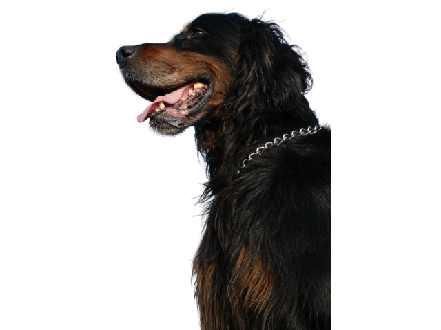 Setter Gordon, razze di cani grandi, razze di cani grande taglia, Razze di cani di taglia grande