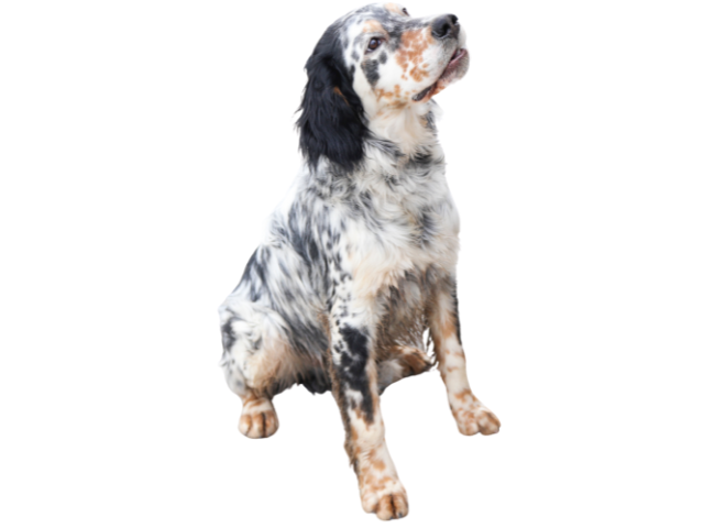 Setter Inglese, razze cani, razze cani taglia media