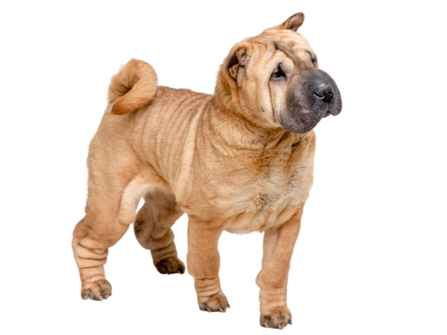 Shar Pei, razze cani, razze cani taglia media