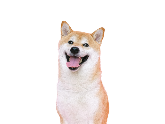 Shiba Inu