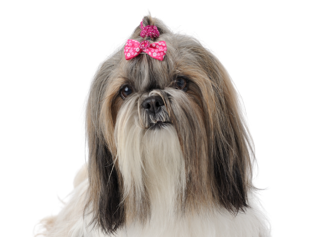Shih Tzu