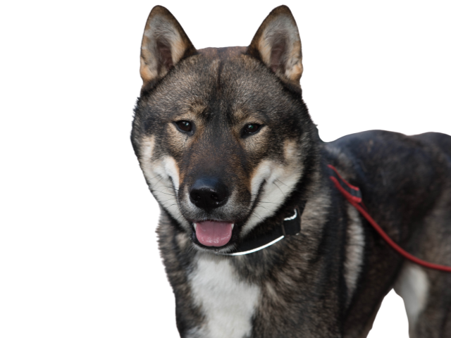 Shikoku Inu, razze cani, razze cani taglia media