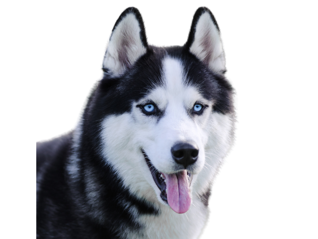 Siberian Husky, razze cani, razze cani taglia media