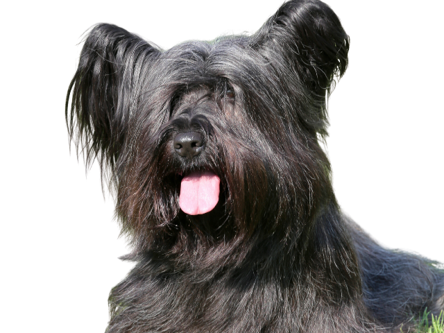 Skye Terrier
