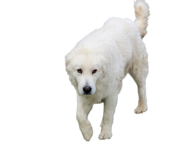 Slovensky Cuvar,razze di cani grandi, razze di cani grande taglia, Razze di cani di taglia grande